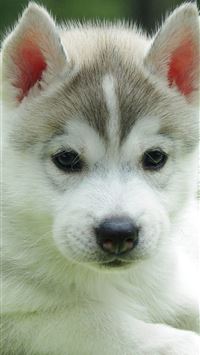 Cute Husky Puppy 4K Ultra HD Mobile wallpaper