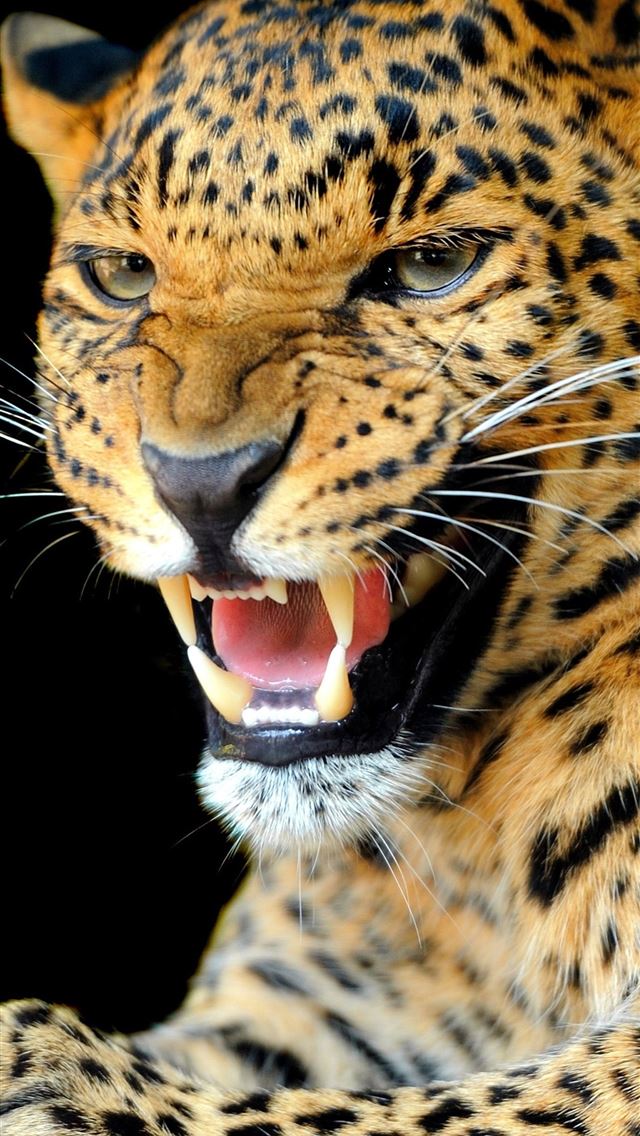 1284x2778 jaguar logo - jaguar logo iPhone Wallpaper