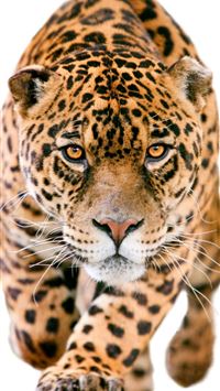 jaguar logo wallpaper