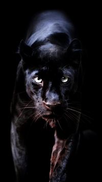 jaguar logo wallpaper