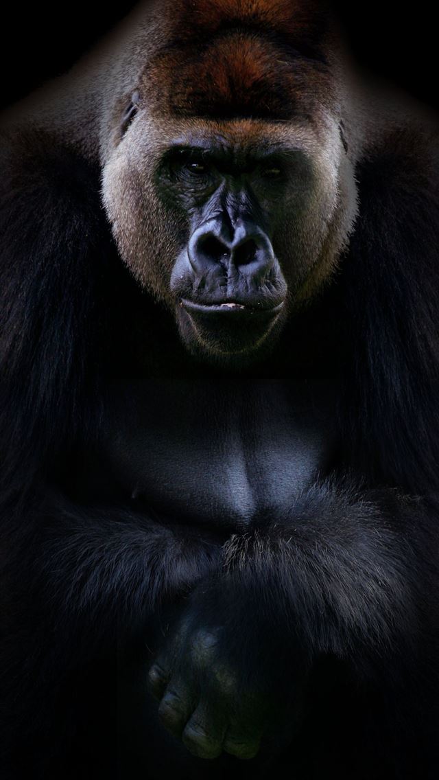 1284x2778 Silverback Gorilla Background Free Picture - gorilla iPhone Wallpaper