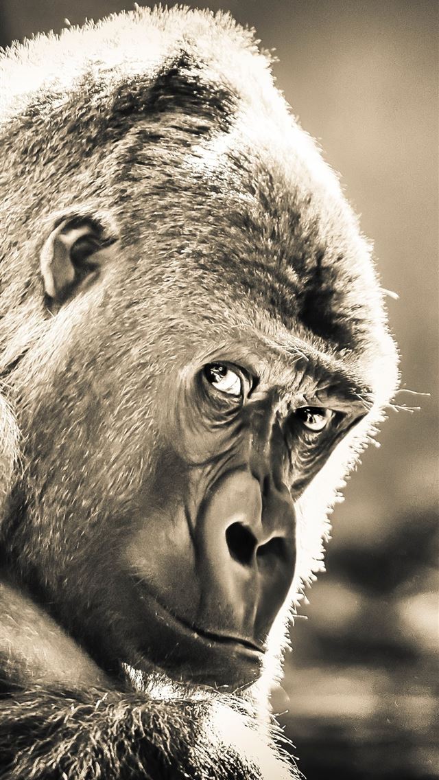 1284x2778 Gorilla Sony Xperia X XZ Z5 Premium HD 4k Images B... - gorilla iPhone Wallpaper