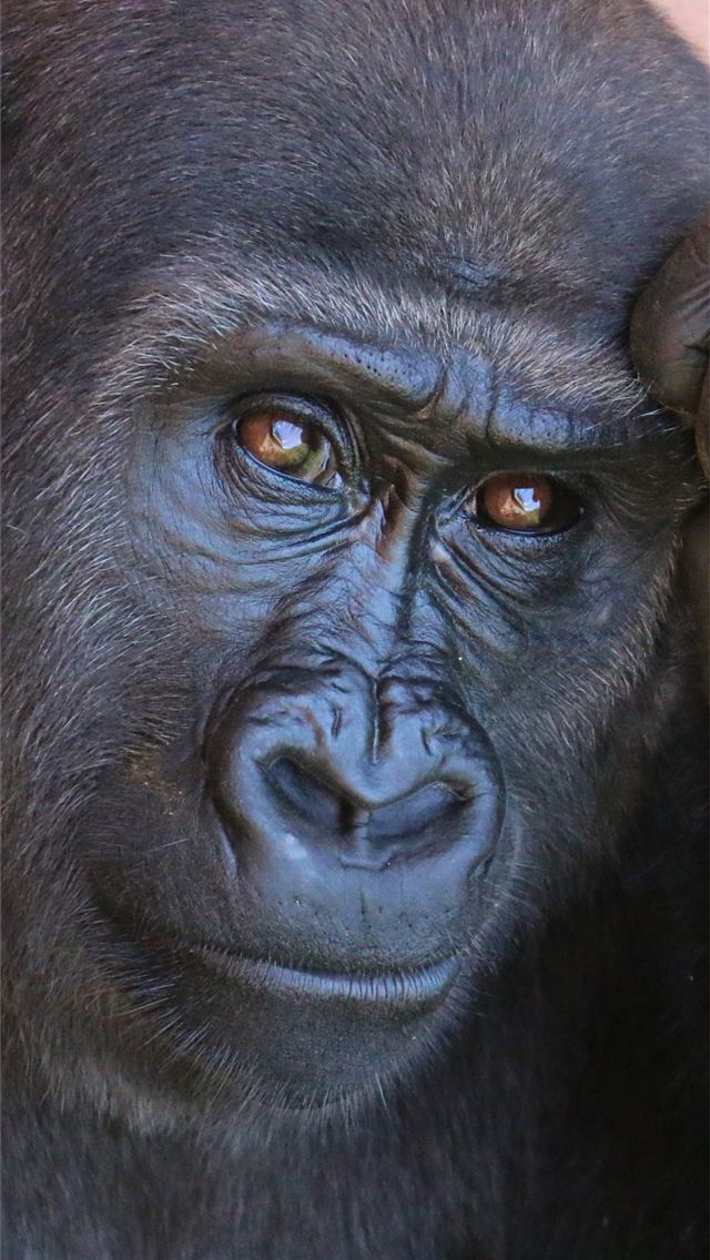 1284x2778 gorilla monkey primate Resolution HD Animals 4K Im... - gorilla iPhone Wallpaper