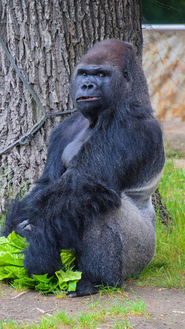 1284x2778  nature Germany wildlife Zoo Europe Berlin animal ... - gorilla iPhone Wallpaper