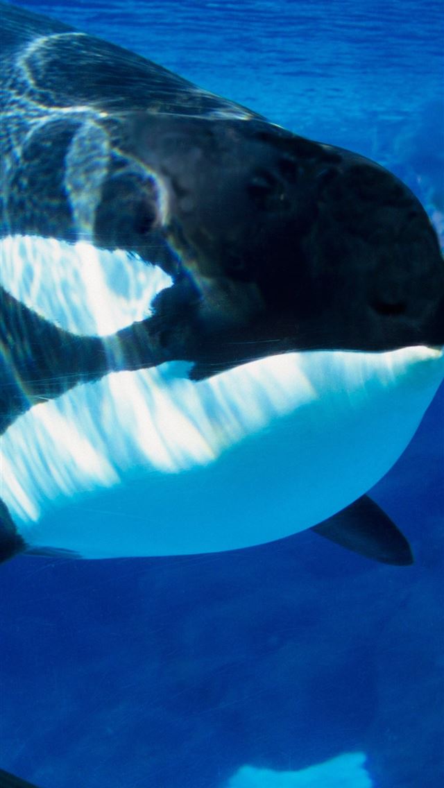 1284x2778 SeaWorld Is Officially Ending Its Killer Whale Pro... - orca iPhone Wallpaper