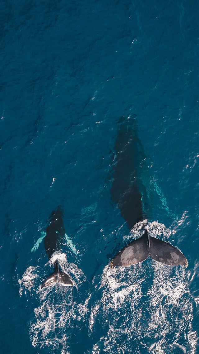 Latest Orca Iphone Hd Wallpapers Ilikewallpaper