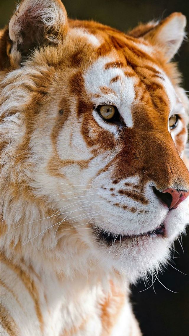 1284x2778 bangladesh - bangladesh iPhone Wallpaper