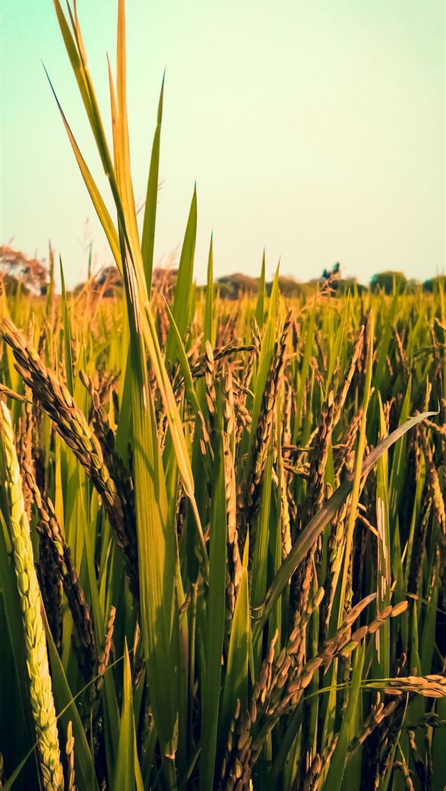 1284x2778 bangladesh - bangladesh iPhone Wallpaper