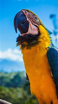 Macaw Bird HD Cave wallpaper