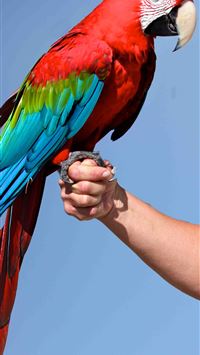 Scarlet Macaw Cave wallpaper