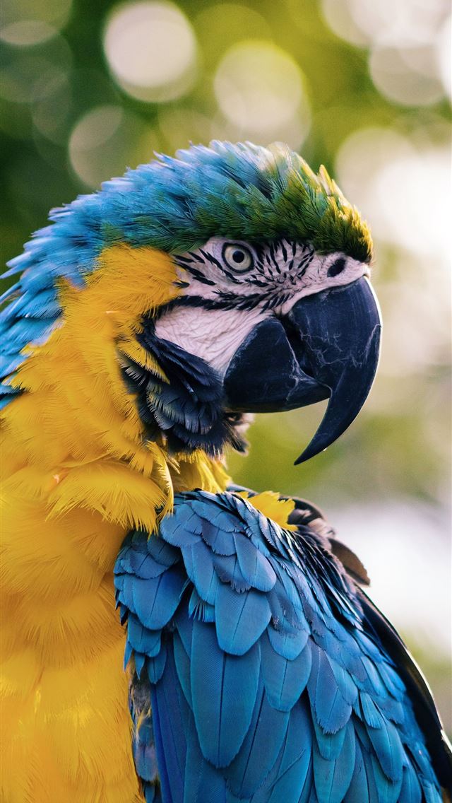 1284x2778 19 30 Best Photography By Andrew Pons The Peerless... - macaw iPhone Wallpaper