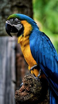 macaw parrot bird color beak hd background wallpaper