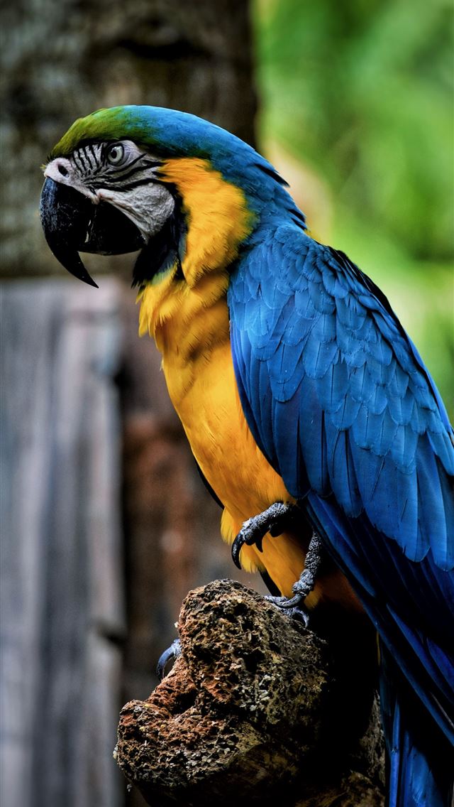 1284x2778 macaw parrot bird color beak hd background - macaw iPhone Wallpaper