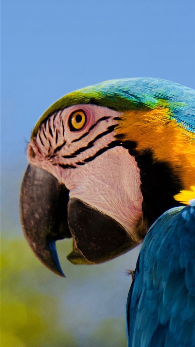 1284x2778 parrot macaw muzzle lg v30 lg g6 hd image backgrou... - macaw iPhone Wallpaper