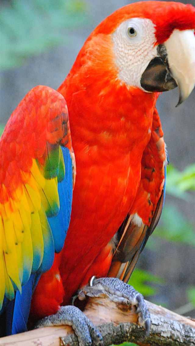 1284x2778 parrot - macaw iPhone Wallpaper