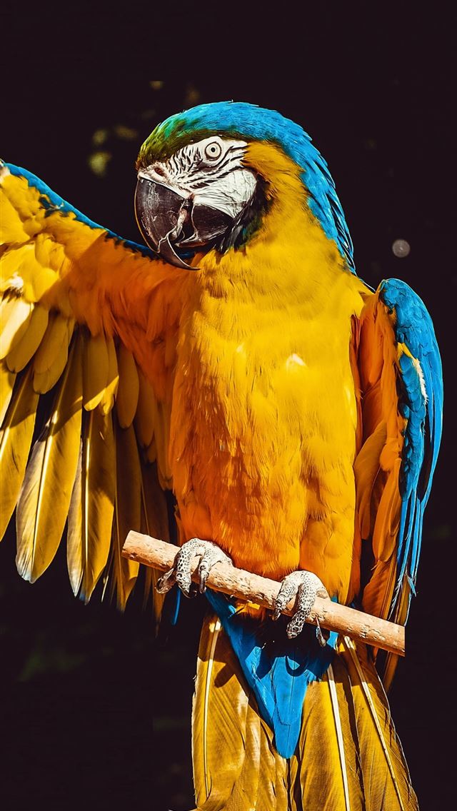 1284x2778 Parrot bird macaw portrait Samsung Galaxy S8 Samsu... - macaw iPhone Wallpaper