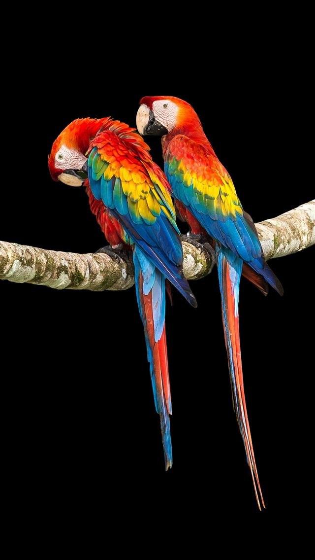 1284x2778 2 Colorful Macaw - macaw iPhone Wallpaper
