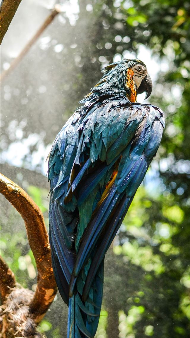 1284x2778 Blue Macaw 4k Sony Xperia X XZ Z5 Premium HD 4k Im... - macaw iPhone Wallpaper