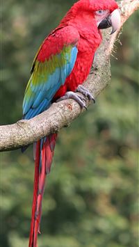 Red and green Macaw photos and Collection of the R... wallpaper