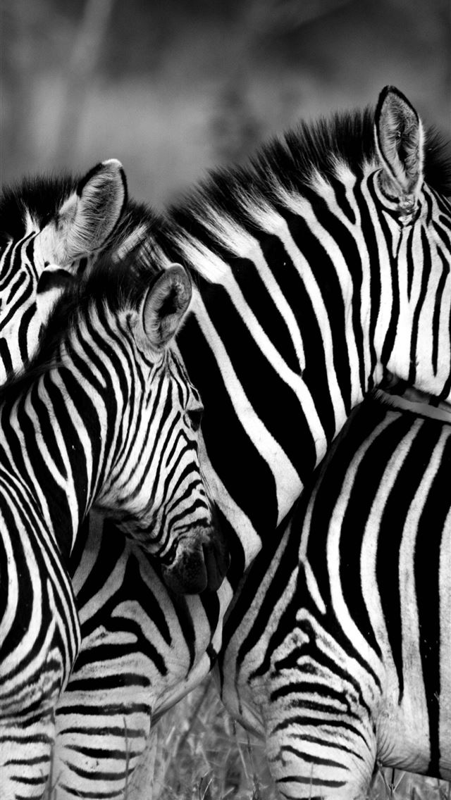 1284x2778 zebras - zebras iPhone Wallpaper