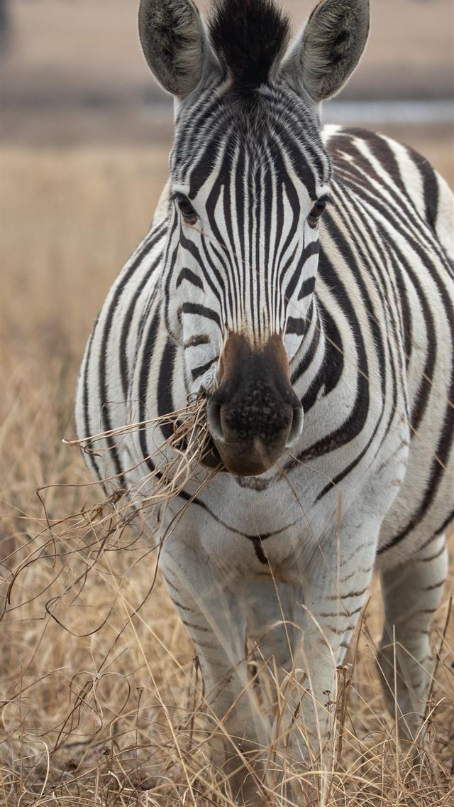 1284x2778 zebras - zebras iPhone Wallpaper