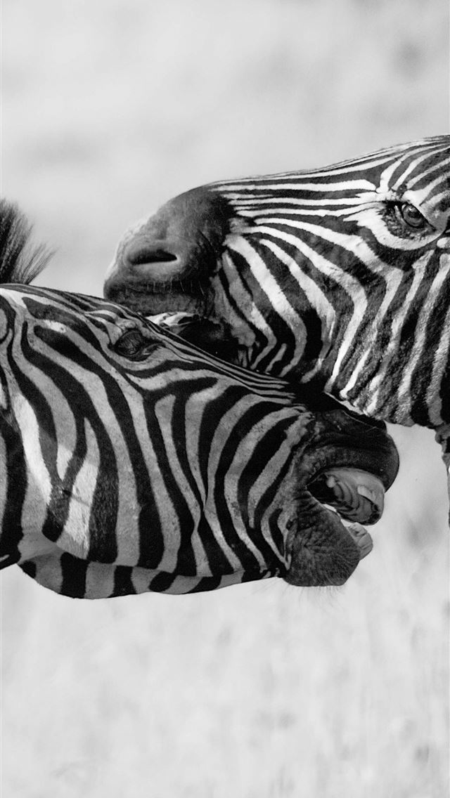 1284x2778 Zebras Black And White 4k Samsung Galaxy Note 9 8 ... - zebras iPhone Wallpaper