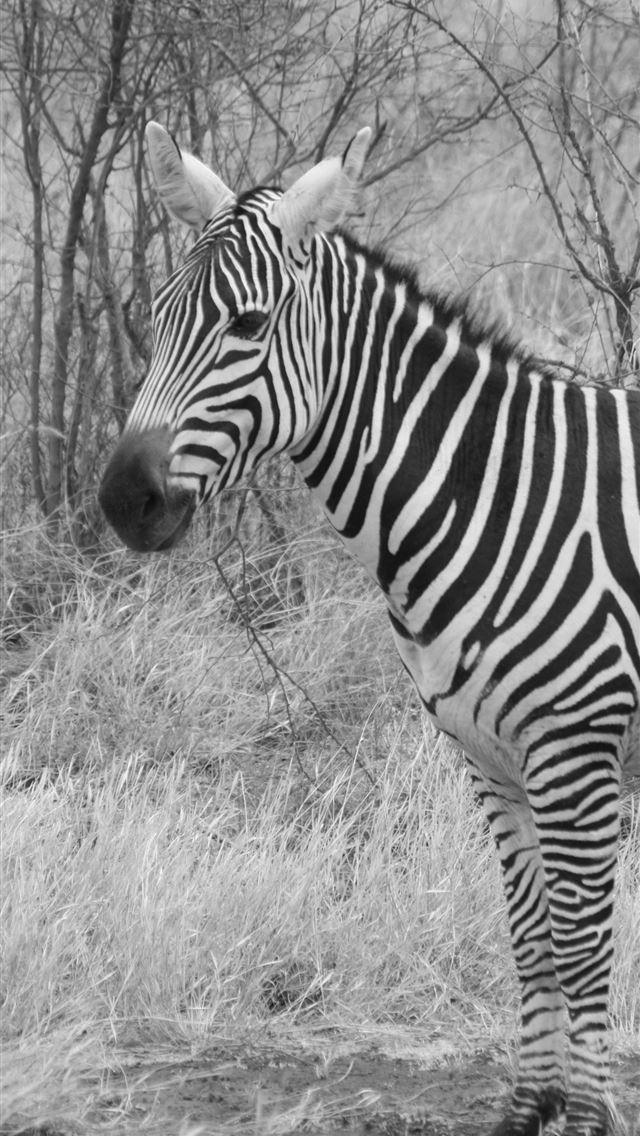 1284x2778 2 zebras free image - zebras iPhone Wallpaper
