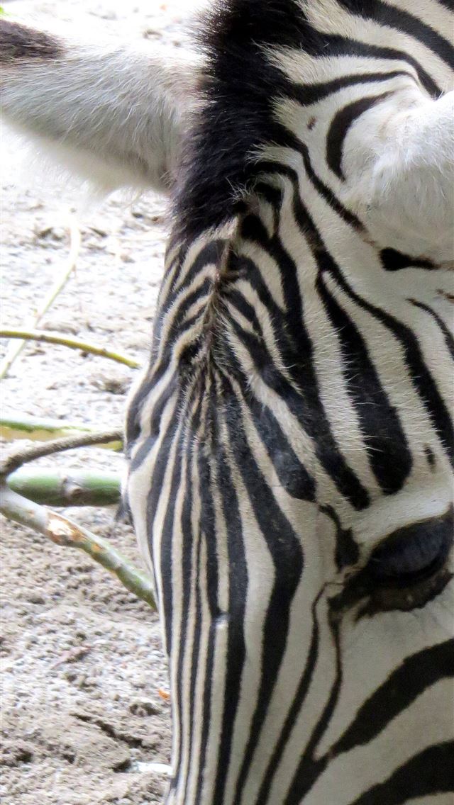 1284x2778 Zebras image muzzle zebra images excursion № 4509... - zebras iPhone Wallpaper