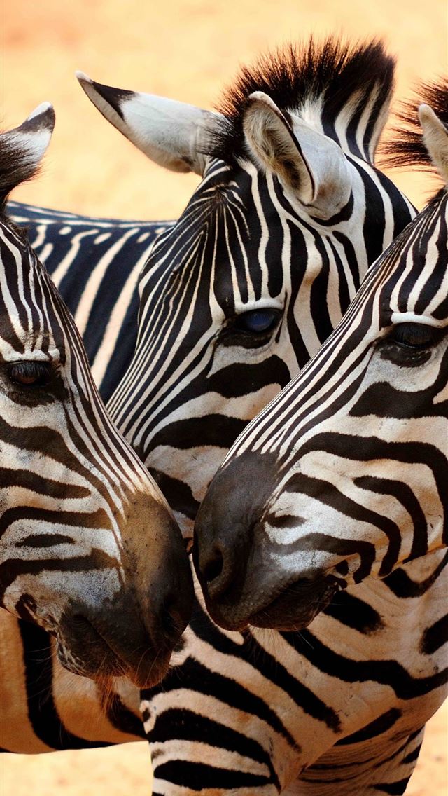 1284x2778 zebras - zebras iPhone Wallpaper