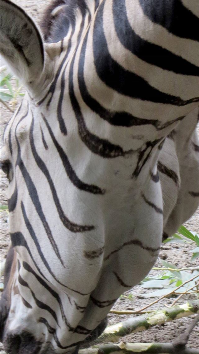 1284x2778 Zebras image muzzle zebra images excursion № 4509... - zebras iPhone Wallpaper