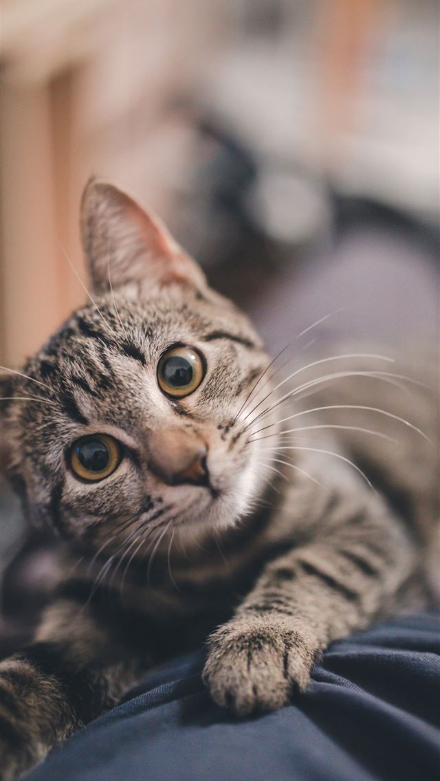 1284x2778 cats - cats iPhone Wallpaper