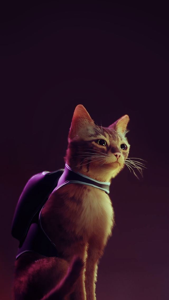 1284x2778 cats - cats iPhone Wallpaper