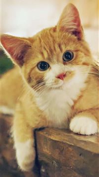 Pictures Of Cats wallpaper