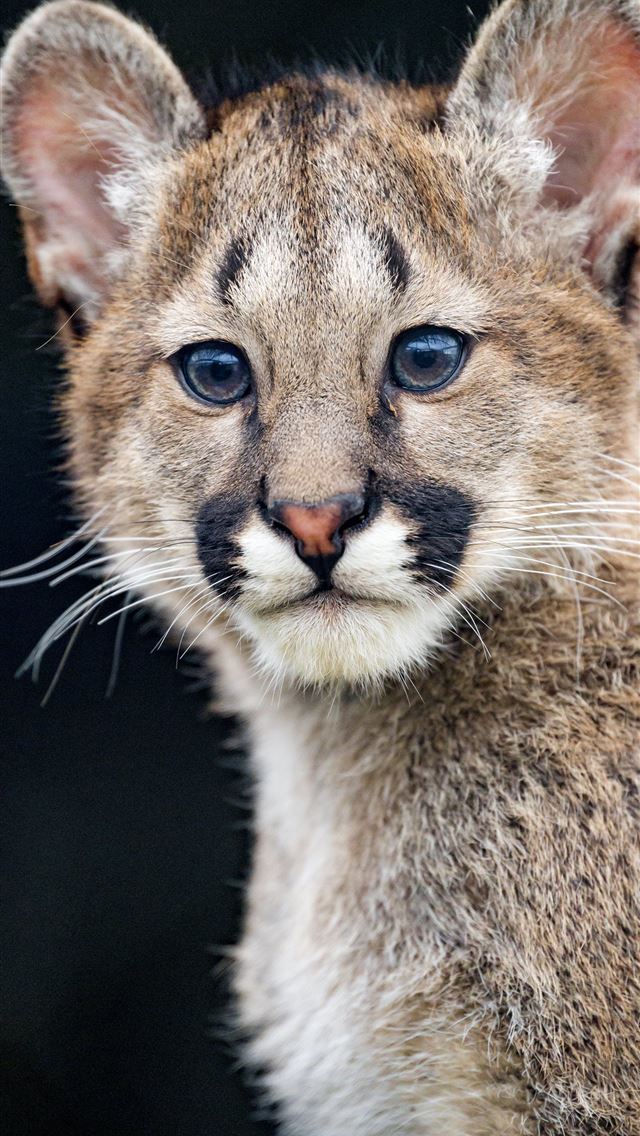 1284x2778 puma cub cute glance animal hd background - puma iPhone Wallpaper