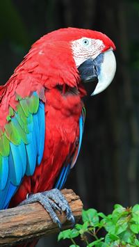 Colorful Parrot Bird on Tree Branch wallpaper