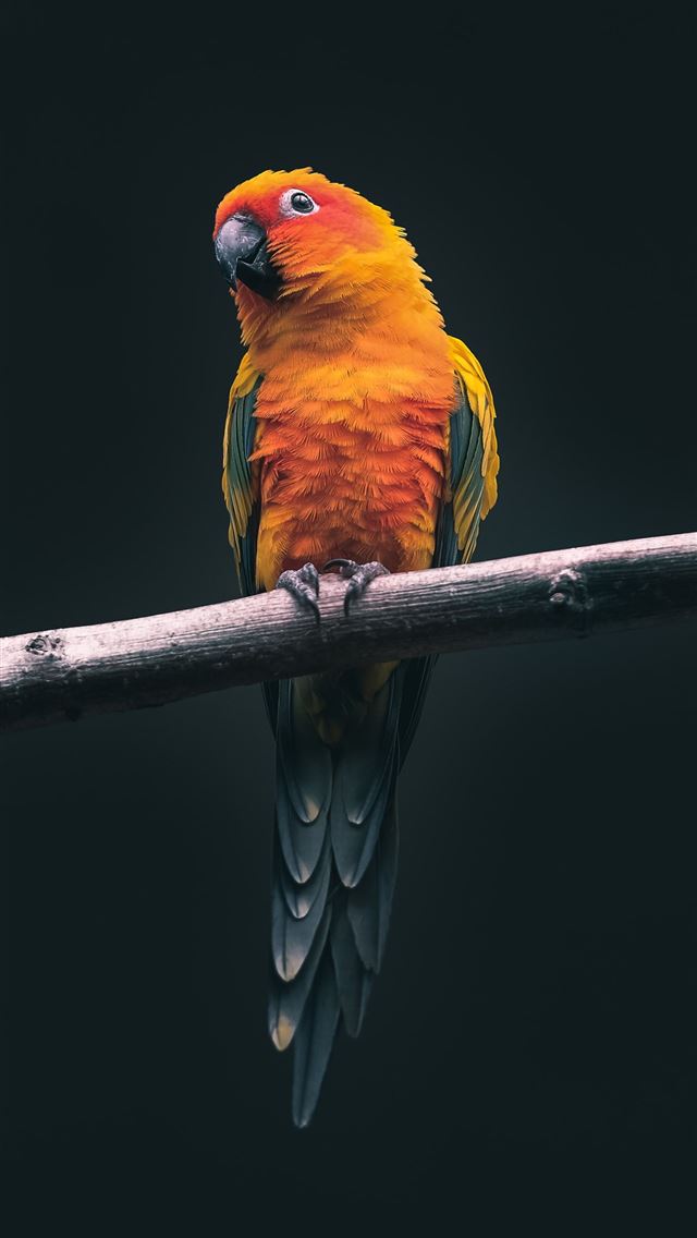 1284x2778 bird birds decor cute - parrot iPhone Wallpaper