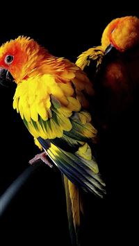 Tropical Jungle Wallpaper Toucan Parrot Bird Pattern Flower Leaves Leaf  Muriva | eBay