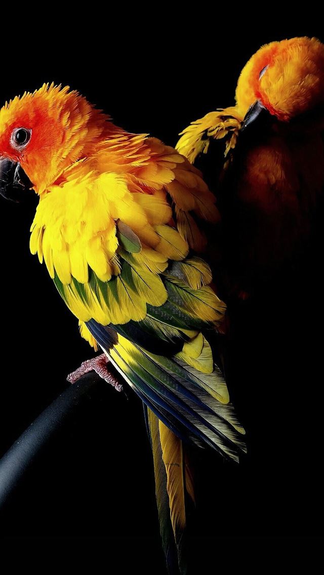 1284x2778 parrot - parrot iPhone Wallpaper