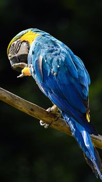 blue macaw parrot samsung galaxy s8 samsung galaxy... wallpaper