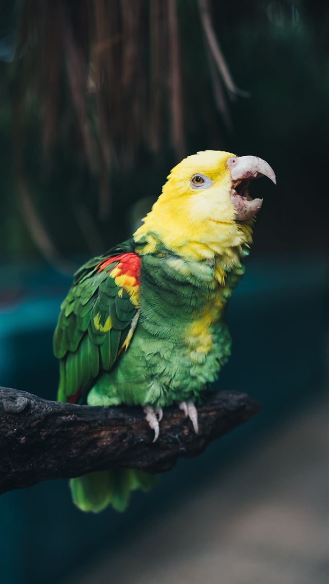 1284x2778 yellow headed amazon parrot bird beak color hd bac... - parrot iPhone Wallpaper