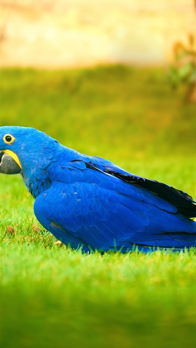 1284x2778 macaw bird grass parrot lg v30 lg g6 hd image back... - parrot iPhone Wallpaper