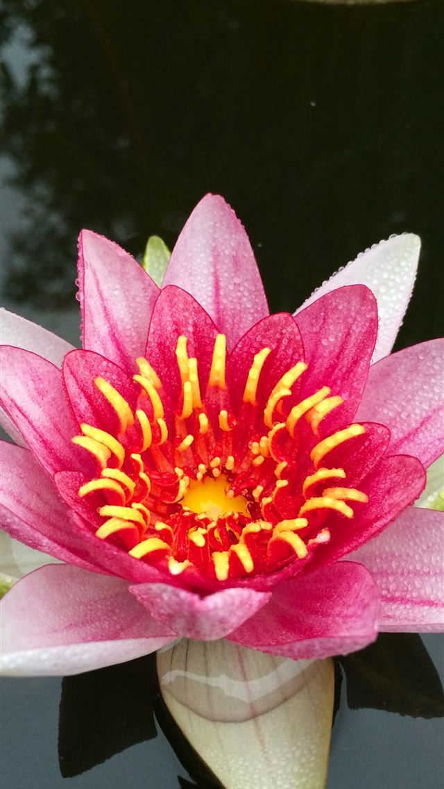 1284x2778 claude monet - claude monet iPhone Wallpaper