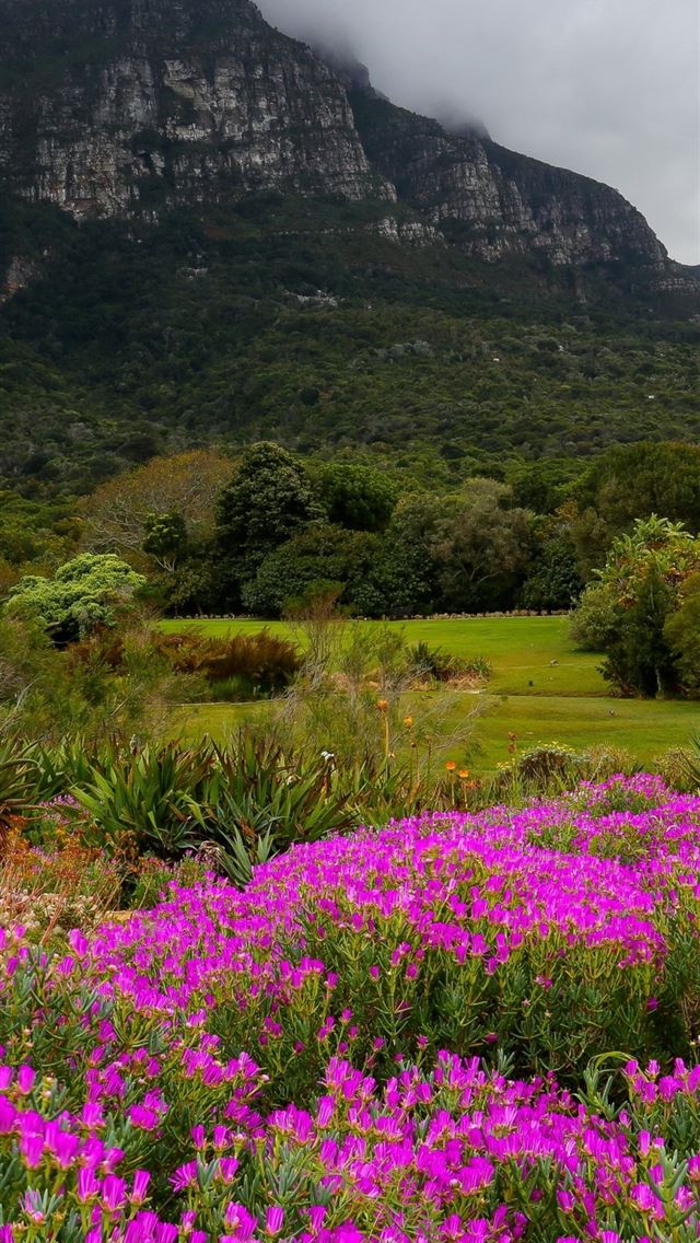 1125x2436 Kirstenbosch National Botanic Garden South Africa ... - south africa iPhone Wallpaper