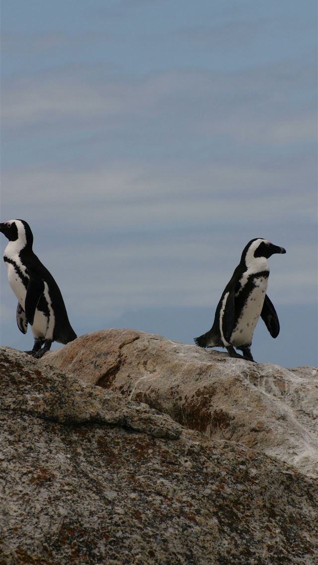 1284x2778 south africa - south africa iPhone Wallpaper