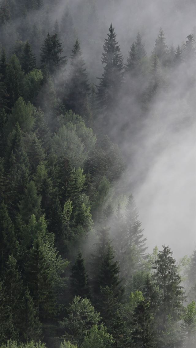 1284x2778 Austria 4k 5k 8k forest fog mist pines Nature - austria iPhone Wallpaper