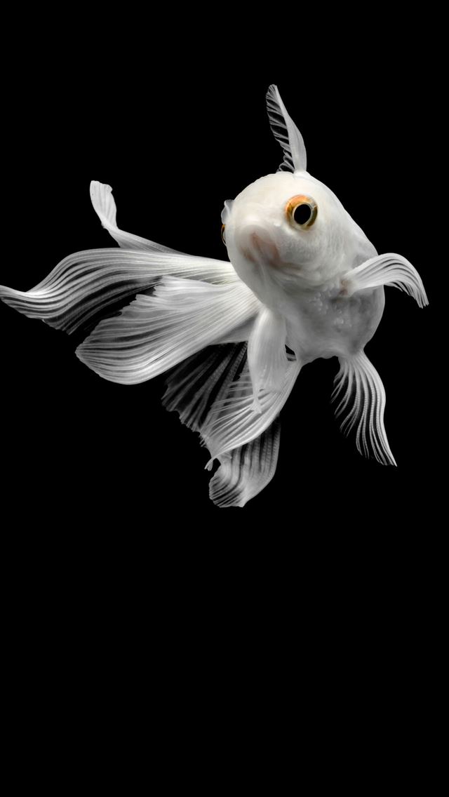 1284x2778 GOLDFiSH white on Behance - goldfish iPhone Wallpaper