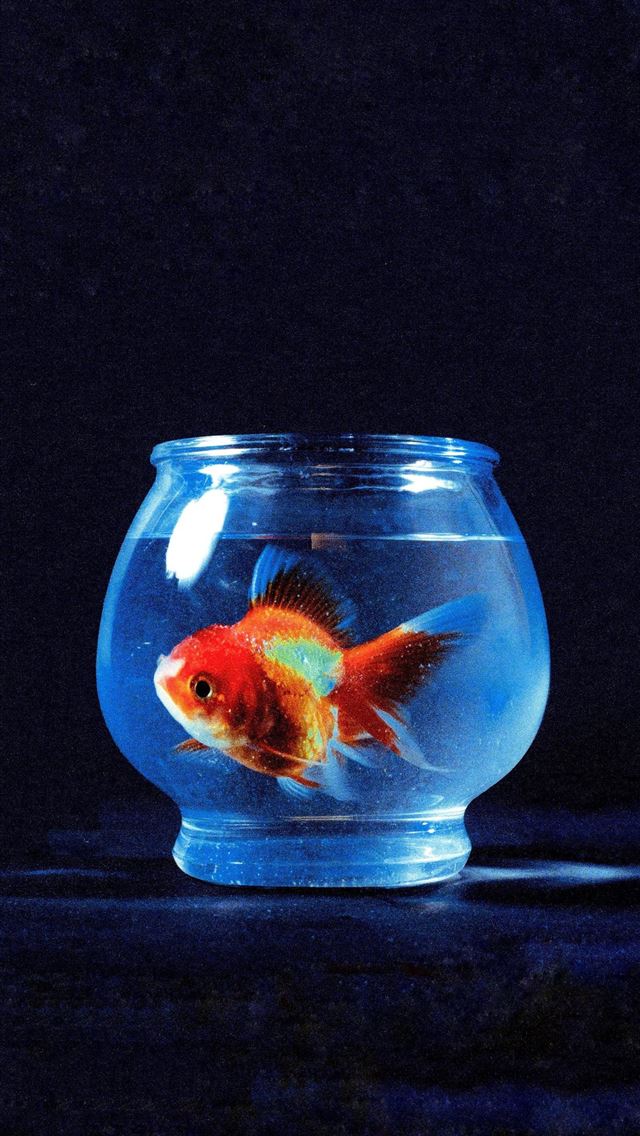 1284x2778 goldfish - goldfish iPhone Wallpaper
