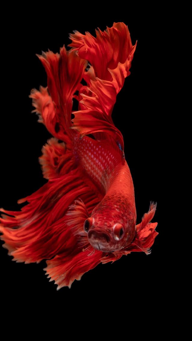 1284x2778 goldfish - goldfish iPhone Wallpaper
