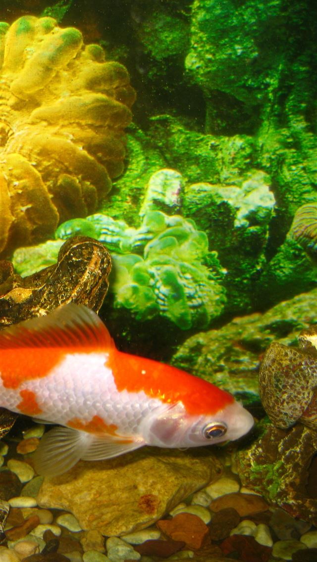 1284x2778 goldfish - goldfish iPhone Wallpaper