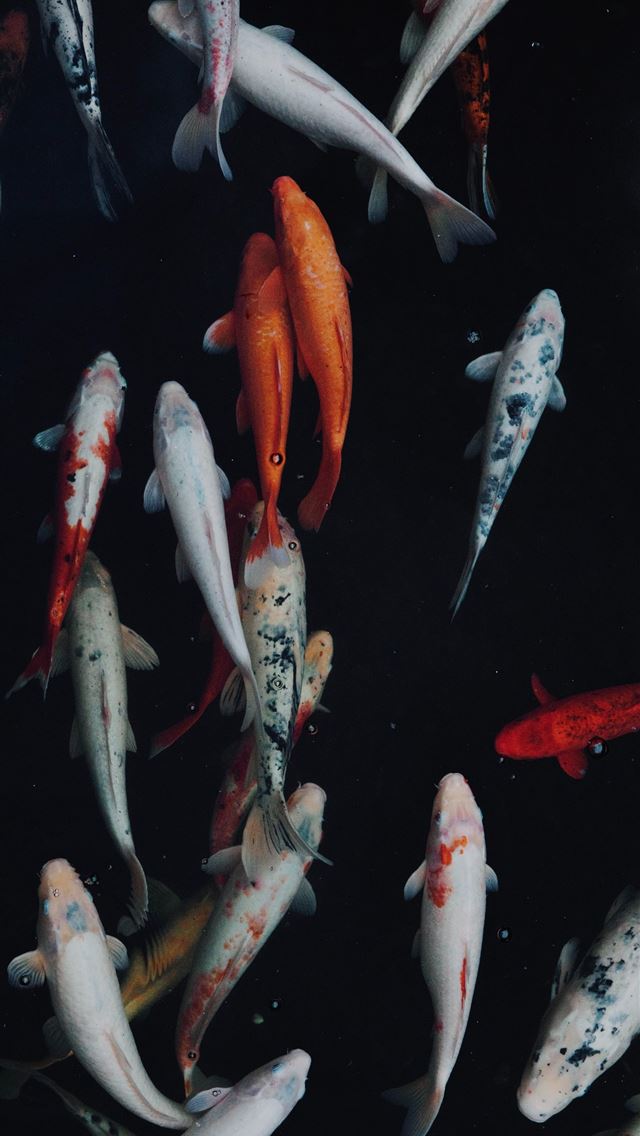 1284x2778 goldfish - goldfish iPhone Wallpaper